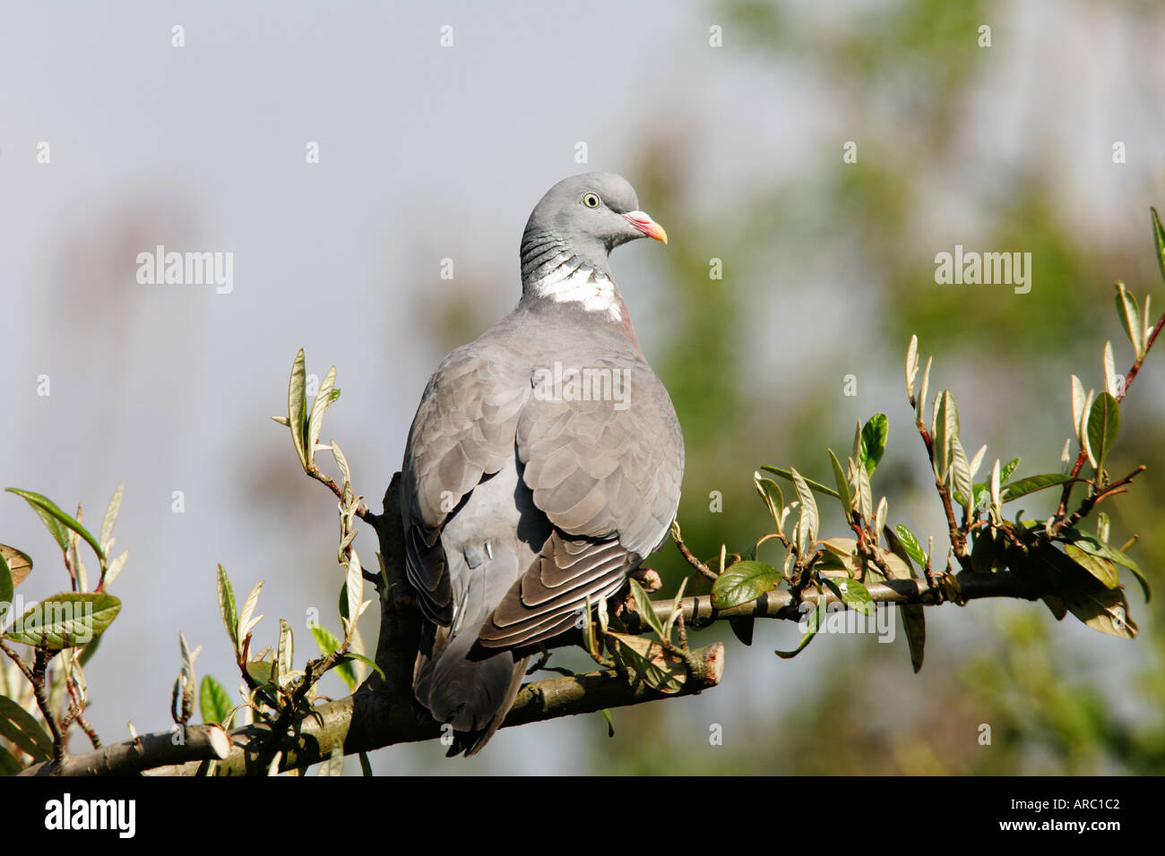 Ringeltaube Columba Palumbus gehockt Filiale Potton bedfordshire Stockfoto