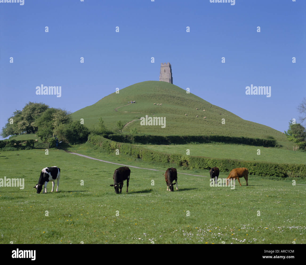 Vieh vor Glastonbury Tor, Glastonbury, Somerset, England, UK, Europa Stockfoto