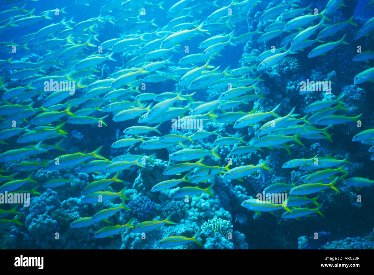 Gelbe Goatfish, Mulloidichthys Martinicus im Roten Meer, Hurghada, Ägypten Stockfoto
