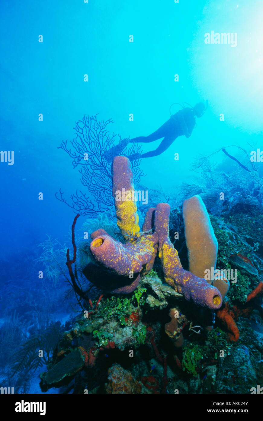 Korallen-Formationen und Unterwasser Taucher, die Insel Cozumel, Karibik, Mexiko Stockfoto