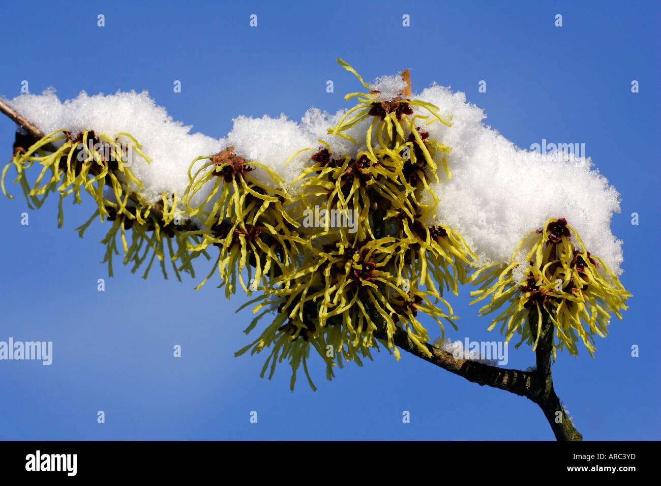 Chinesische Zaubernuss Stockfoto