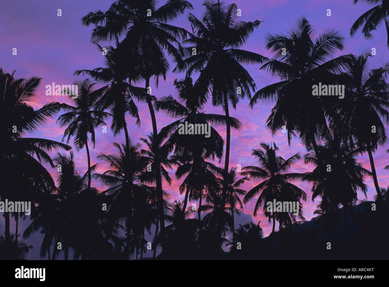 Silhouetten von Palm Bäume, Insel Mahe, Seychellen, Indischer Ozean, Afrika Stockfoto