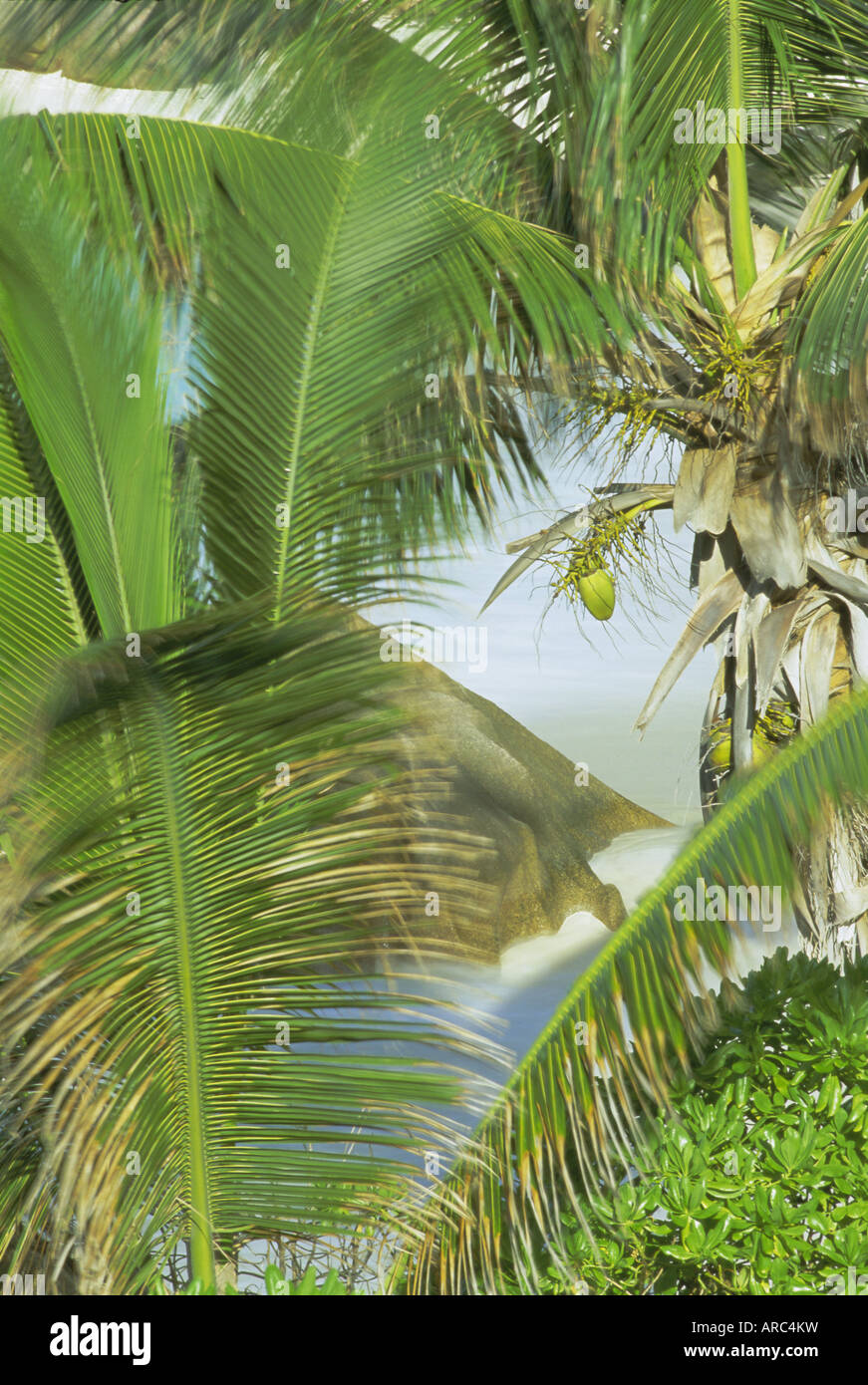 Palmen, Kokosnüsse und Rock, Anse Patates, La Digue Island, Seychellen, Indischer Ozean, Afrika Stockfoto