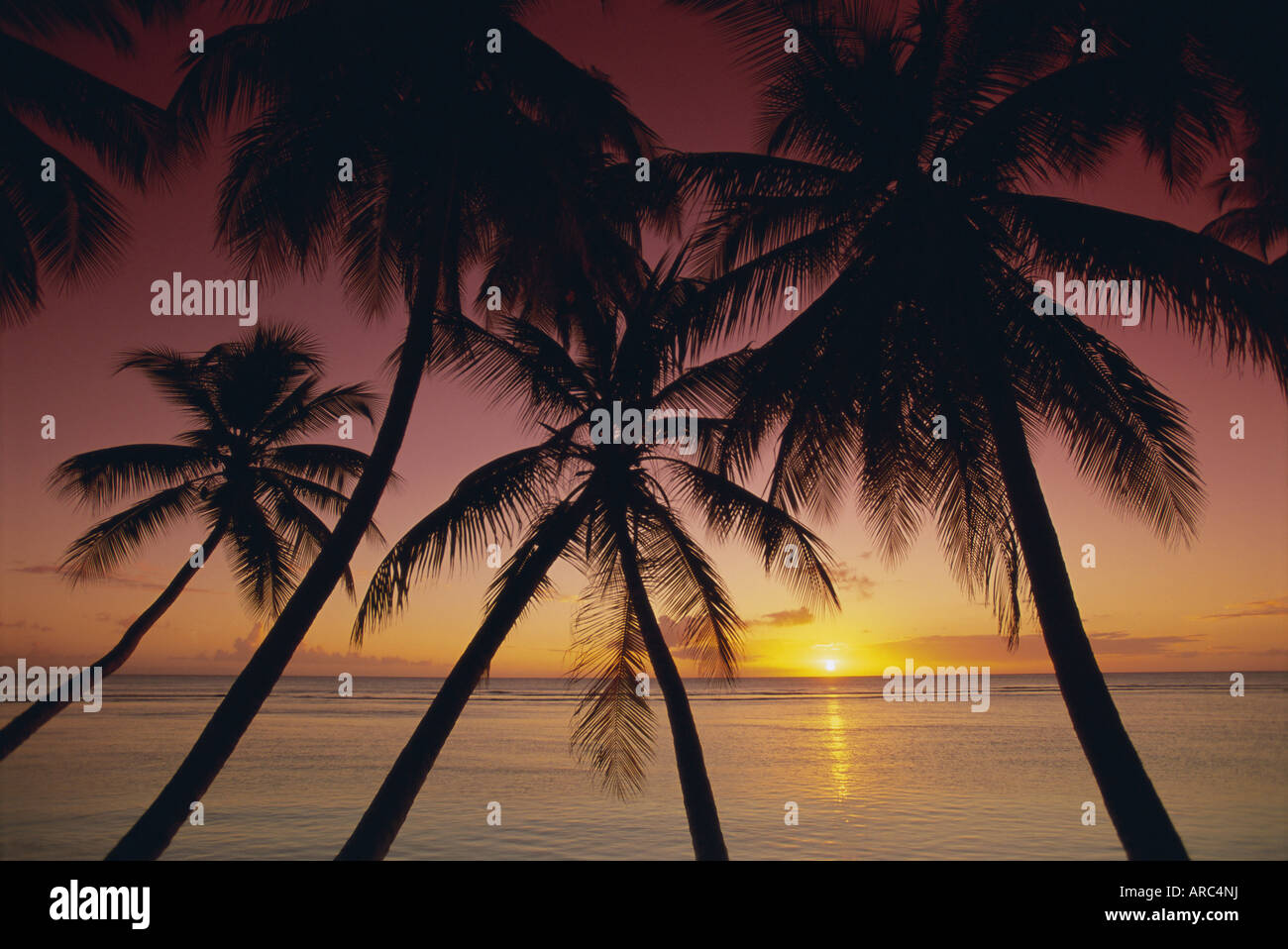 Palm-Baum Silhouetten am Pigeon Point, Tobago, Trinidad und Tobago, West Indies, Karibik, Mittelamerika Stockfoto