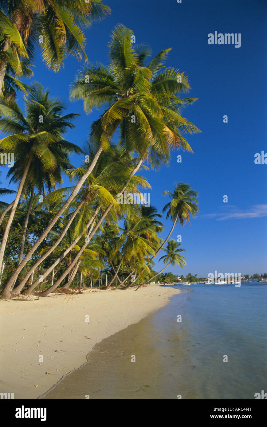 Palmen und Strand, Pigeon Point, Tobago, Trinidad und Tobago, West Indies, Karibik, Mittelamerika Stockfoto
