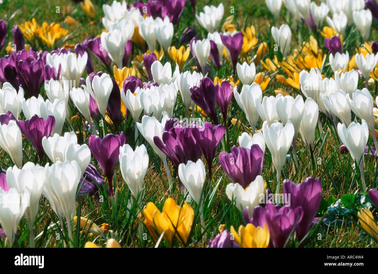 Krokus Stockfoto