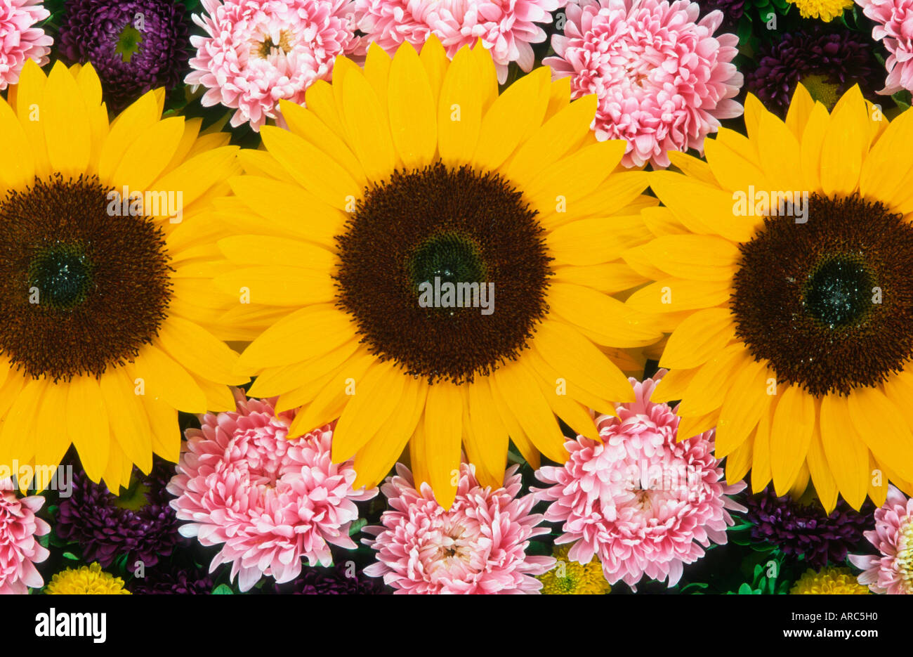 Sonnenblumen und Aster Stockfoto