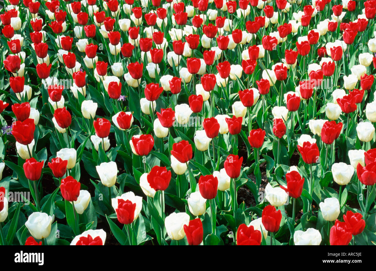 Tulpe Stockfoto