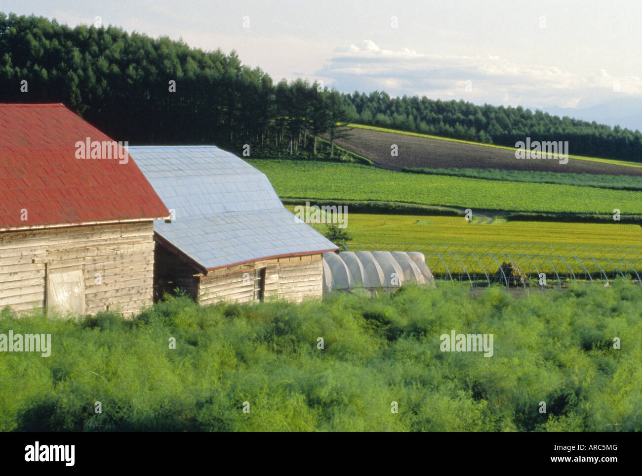 Bauernhof in der Nähe von Asahikawa, Hokkaido, Japan, Asien Stockfoto