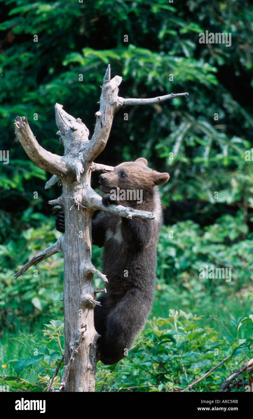 Europäischer Braunbär Stockfoto