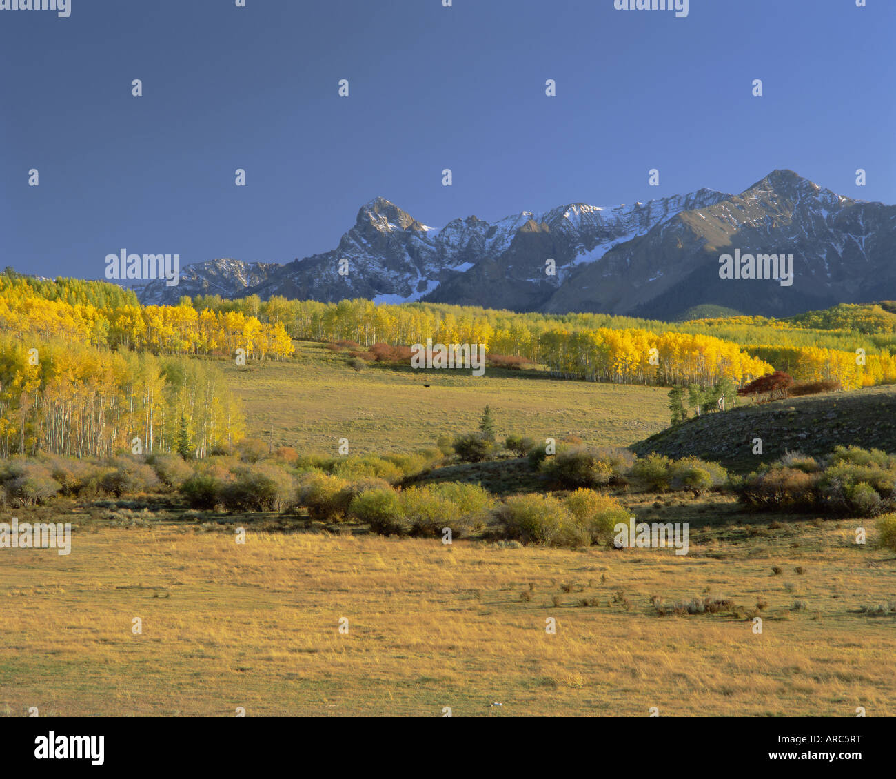 Dallas-Kluft zwischen Placerville und Ridgway im Herbst, Colorado, USA, Nordamerika Stockfoto