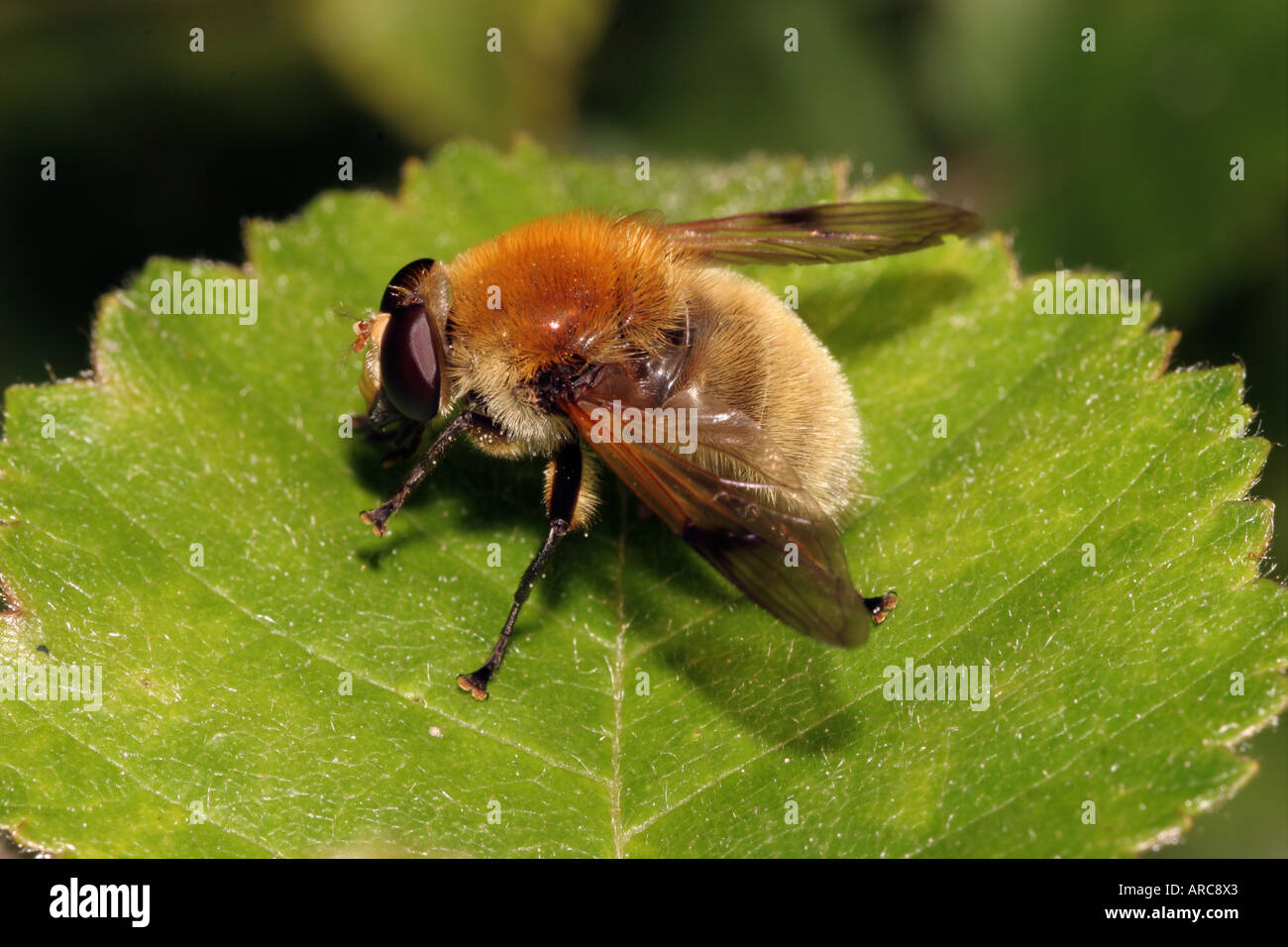 Hoverfly Arctophila Fulva Syrphidae imitiert die gemeinsame Karde Bumble Bee Bombus Pascuorum UK Stockfoto