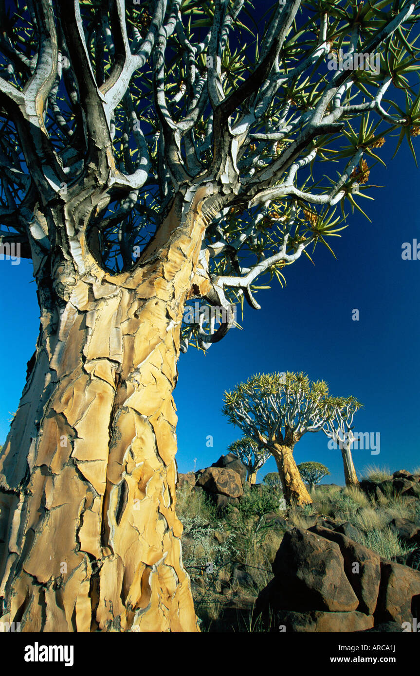 Quivertrees (Kokerbooms) im Quivertree Forest (Kokerboowoud), in der Nähe von Keetmanshoop, Namibia, Afrika Stockfoto