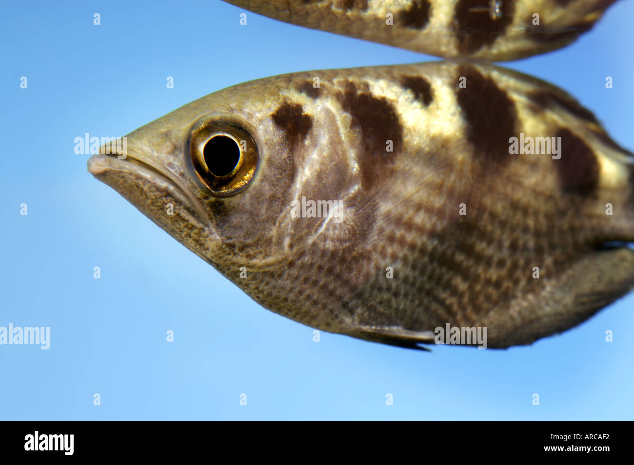 Gebänderten Archerfish kleine Süßwasserfische, die Insekten fängt Wasser auf sie Spritzen und klopfen sie ins Wasser Stockfoto