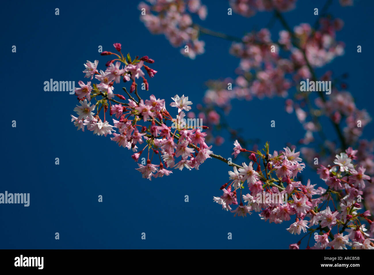 Prunusx Subhirtella fukubana Stockfoto