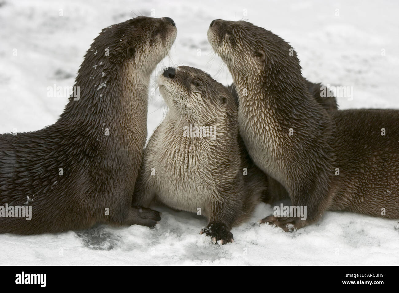 Europäische Otter, Fischotter, Lutra lutra Stockfoto