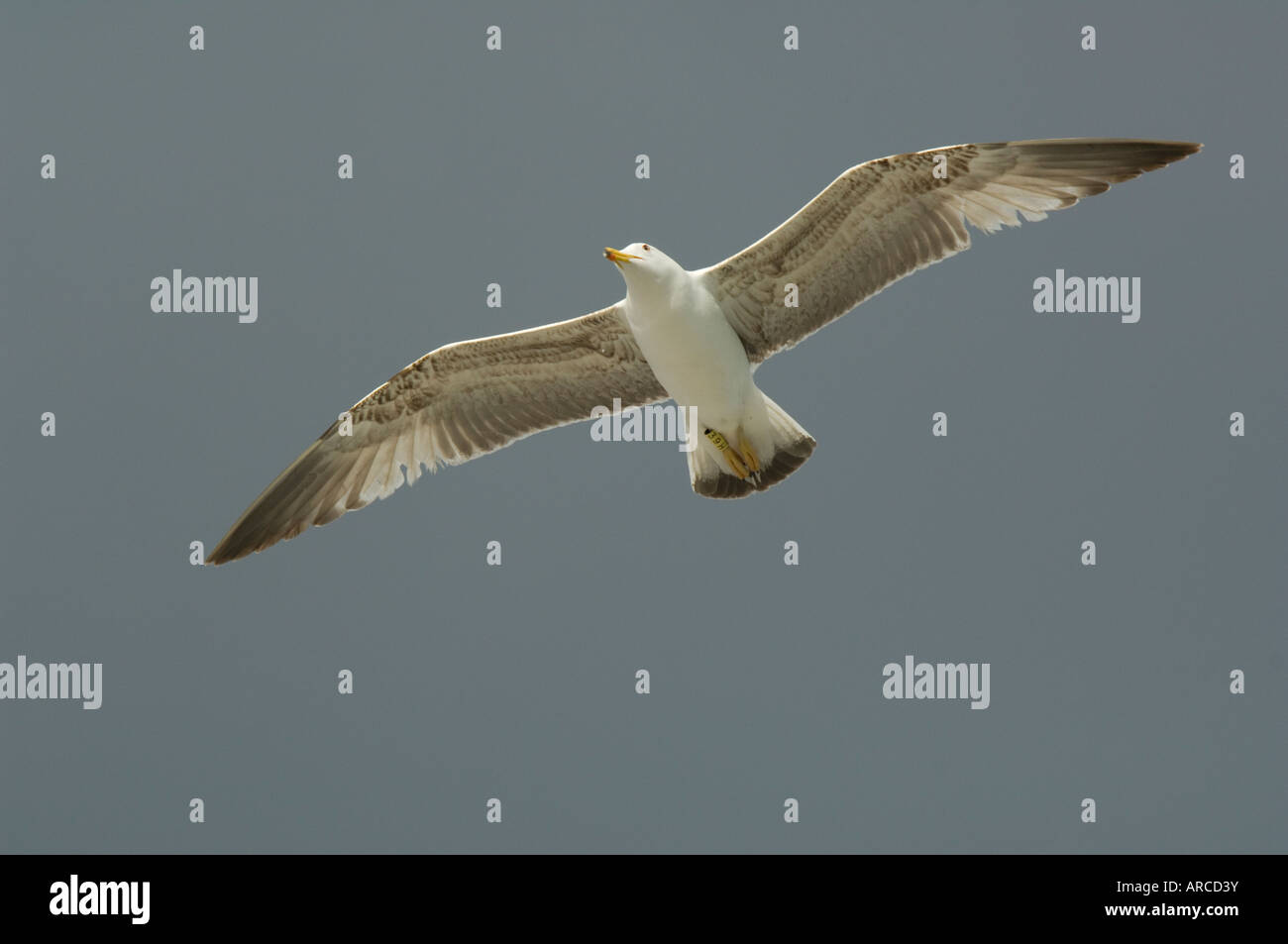Gelben Beinen Möwe im Flug, Spanien Stockfoto