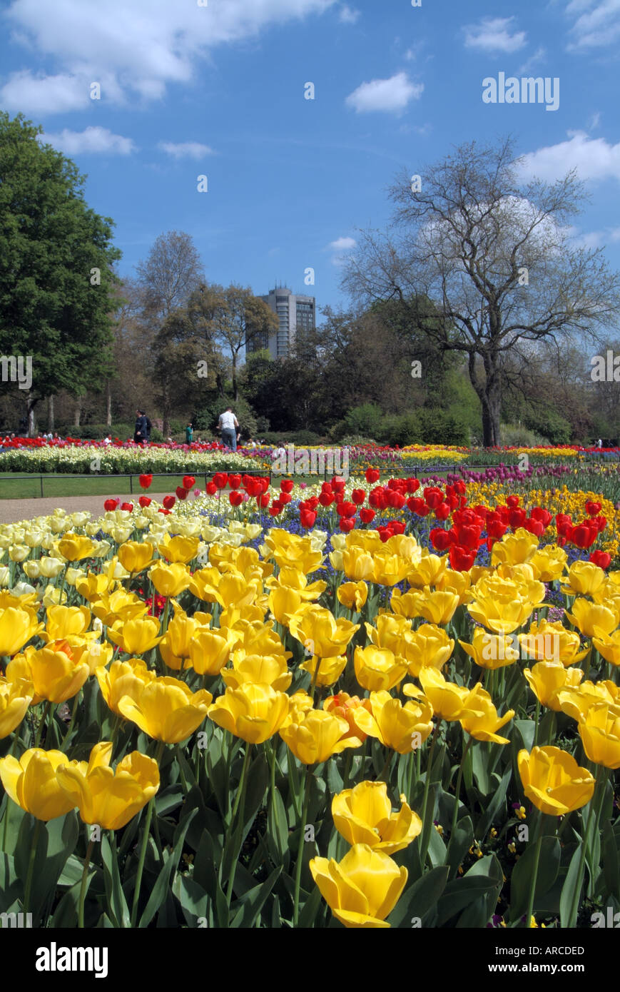 Hyde Park in London in der Nähe von Hyde Park Ecke Frühling Blumen anzeigen Stockfoto