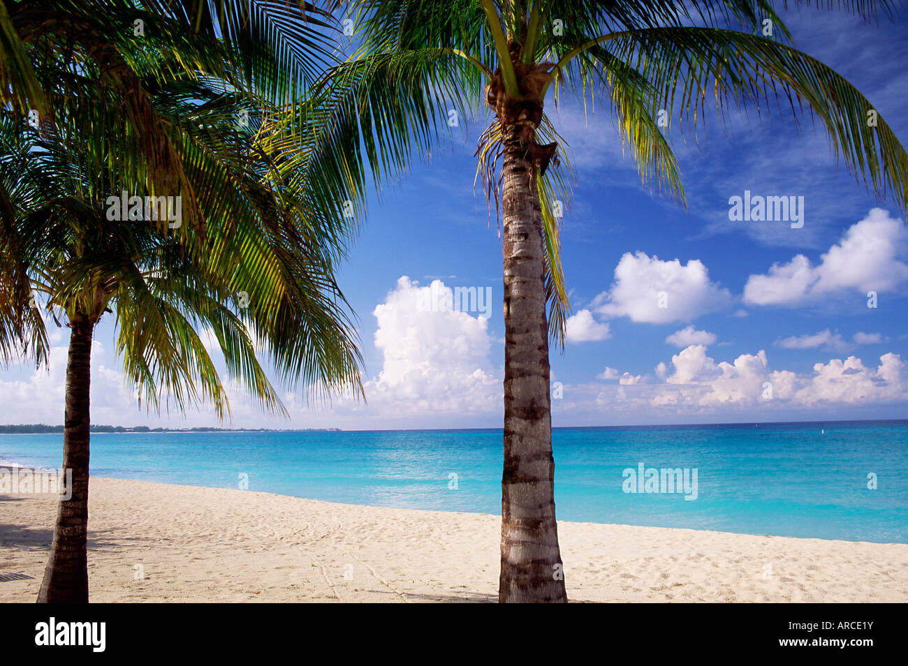 Palmen Sie, Strand und noch türkisfarbene Meer, Seven Mile Beach, Grand Cayman, Kaimaninseln, Westindien, Mittelamerika Stockfoto