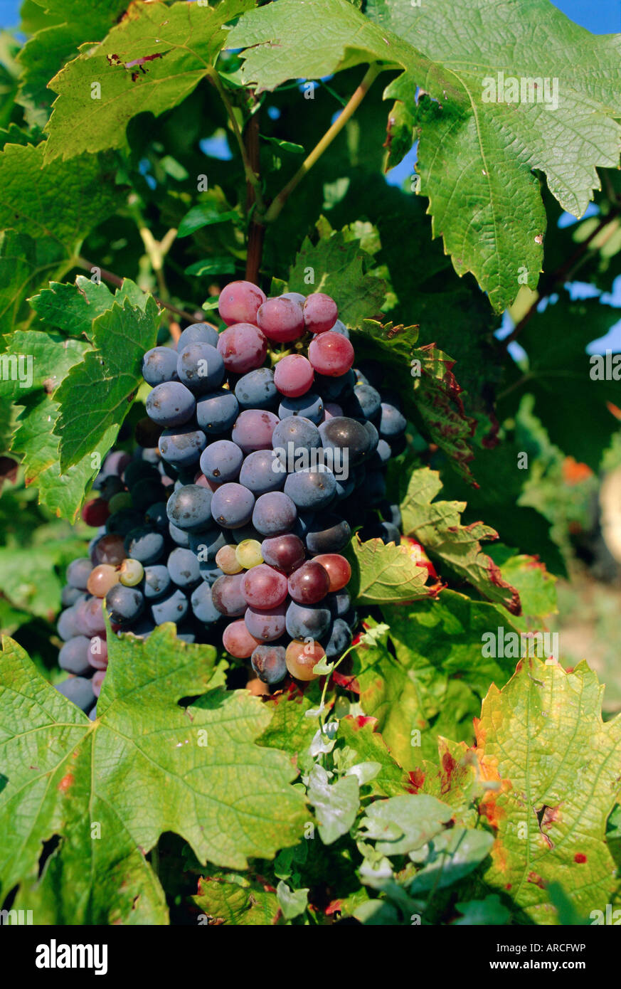 Trauben reif für die Kommissionierung, Vaucluse Region, Provence, Frankreich, Europa Stockfoto