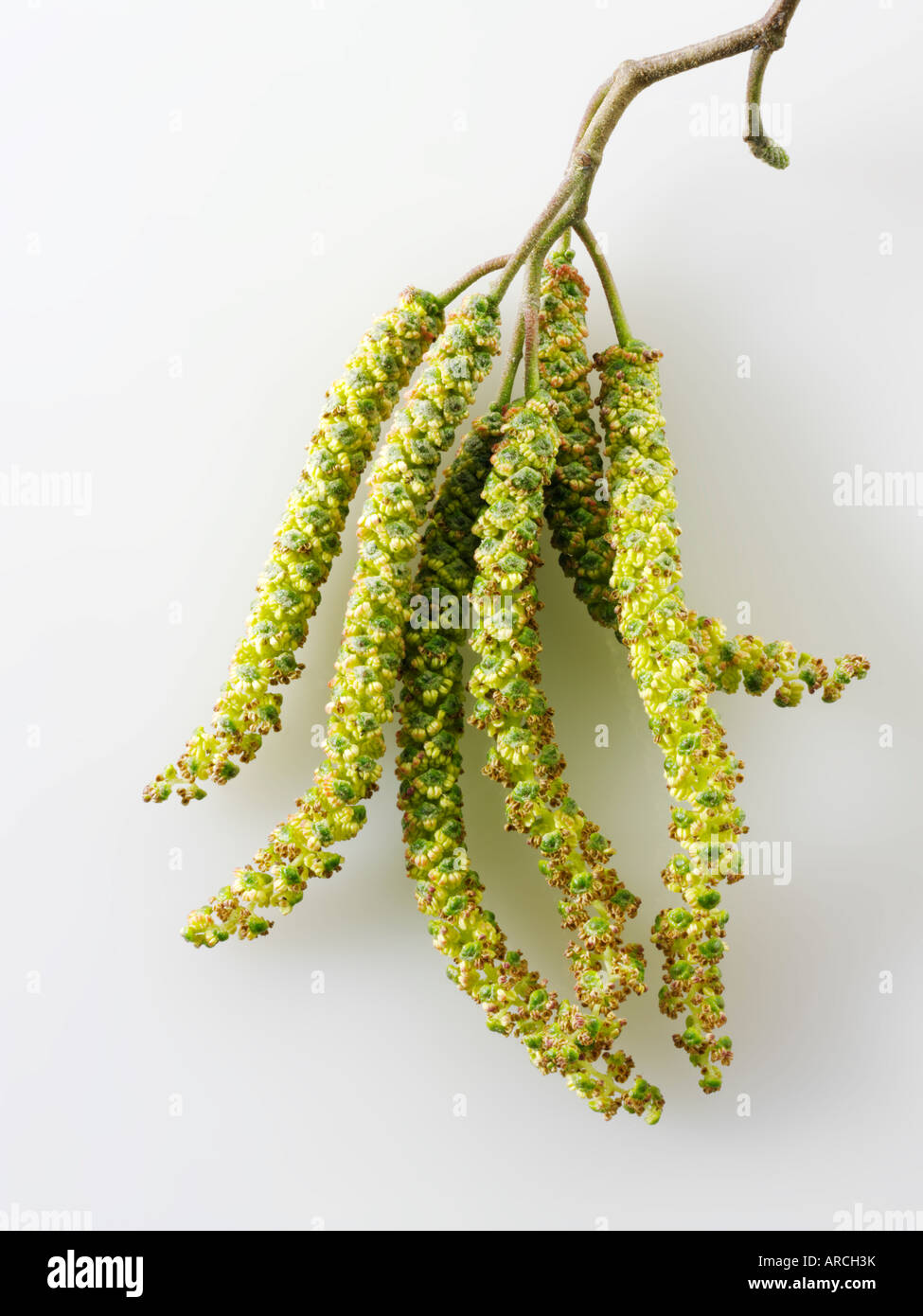 Kätzchen - Baum Frühlingsblumen Stockfoto