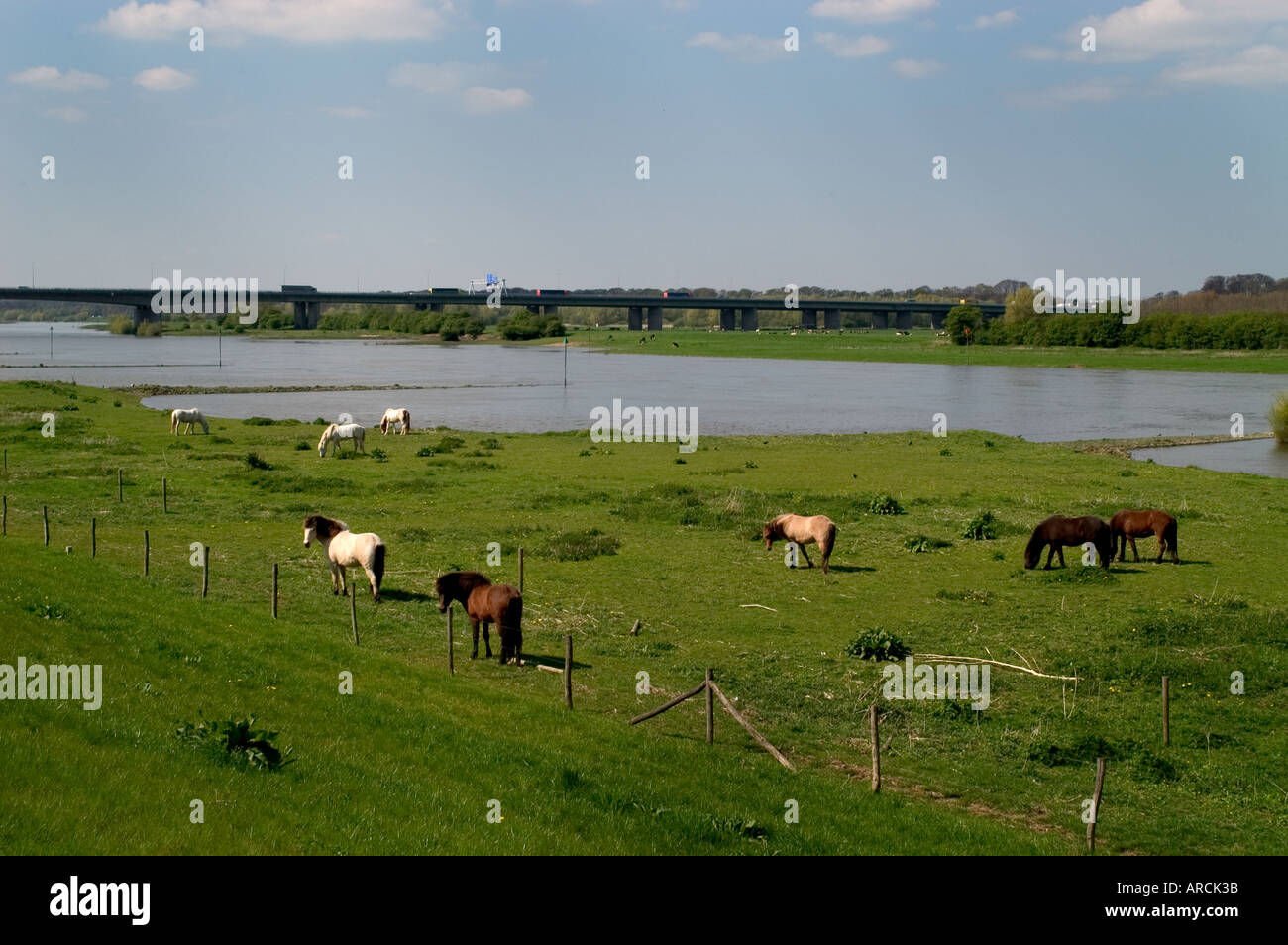 Niederlande-Neder-Rijn-Rhein Pferd Pferde Stockfoto