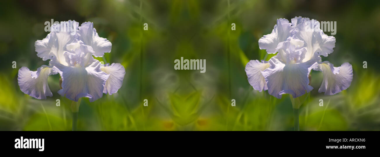 Iris germanica Stockfoto