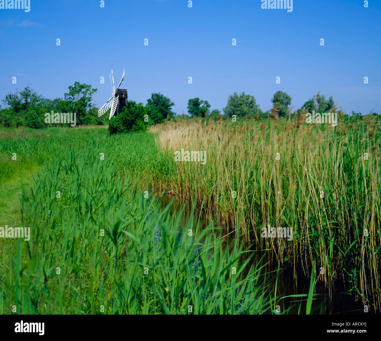 Wicken Fen und Wind Pumpe, Cambridgeshire, England Stockfoto