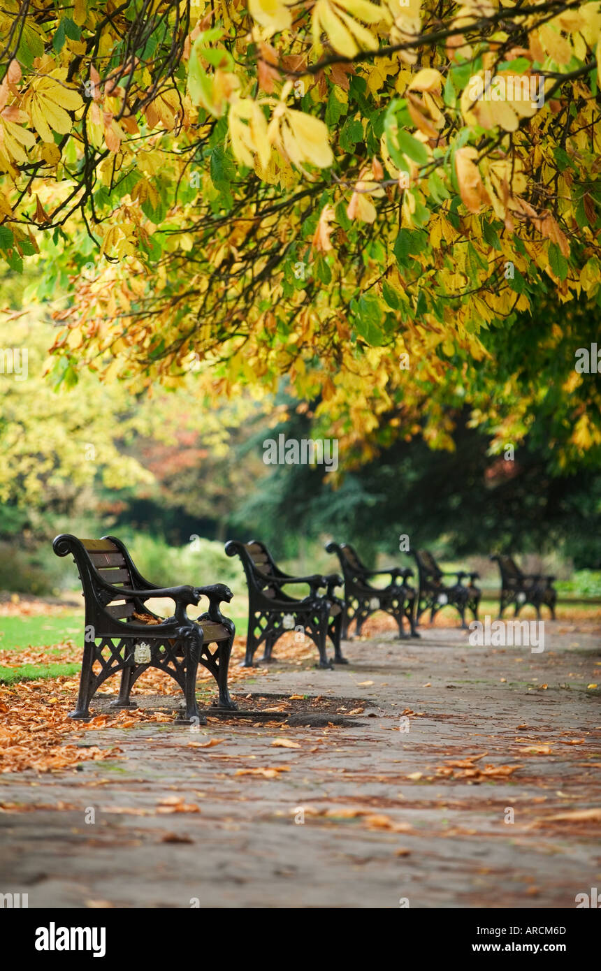 Schmiedeeisen Sitze unter Kastanien im Herbst in Cannon Hill Park in Birmingham UK Stockfoto