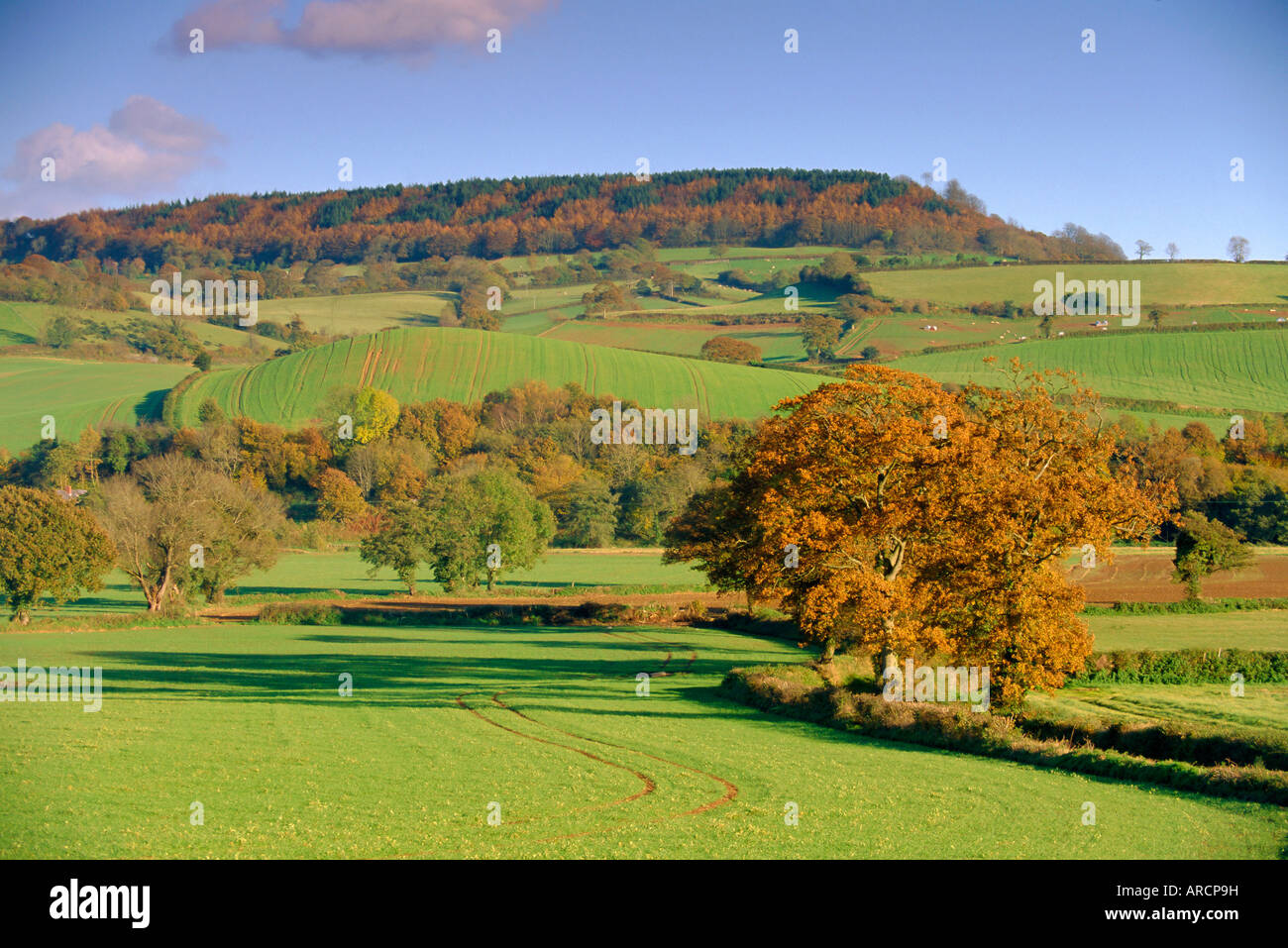 Landschaft im Herbst in die Otter Valley, Devon, England, UK Stockfoto