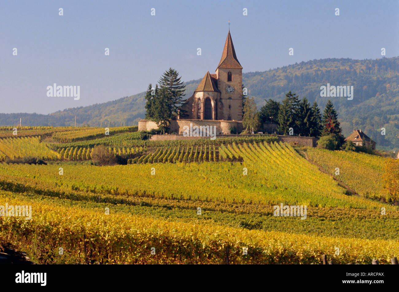 Kirche in Weinbergen, Hunawihr, Elsass, Frankreich, Europa Stockfoto