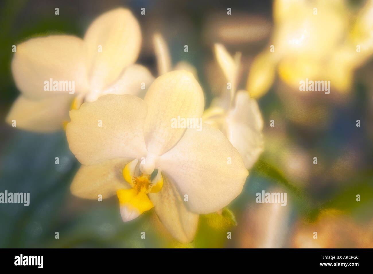 Gelbe Pahaenopsis Orchideen Stockfoto