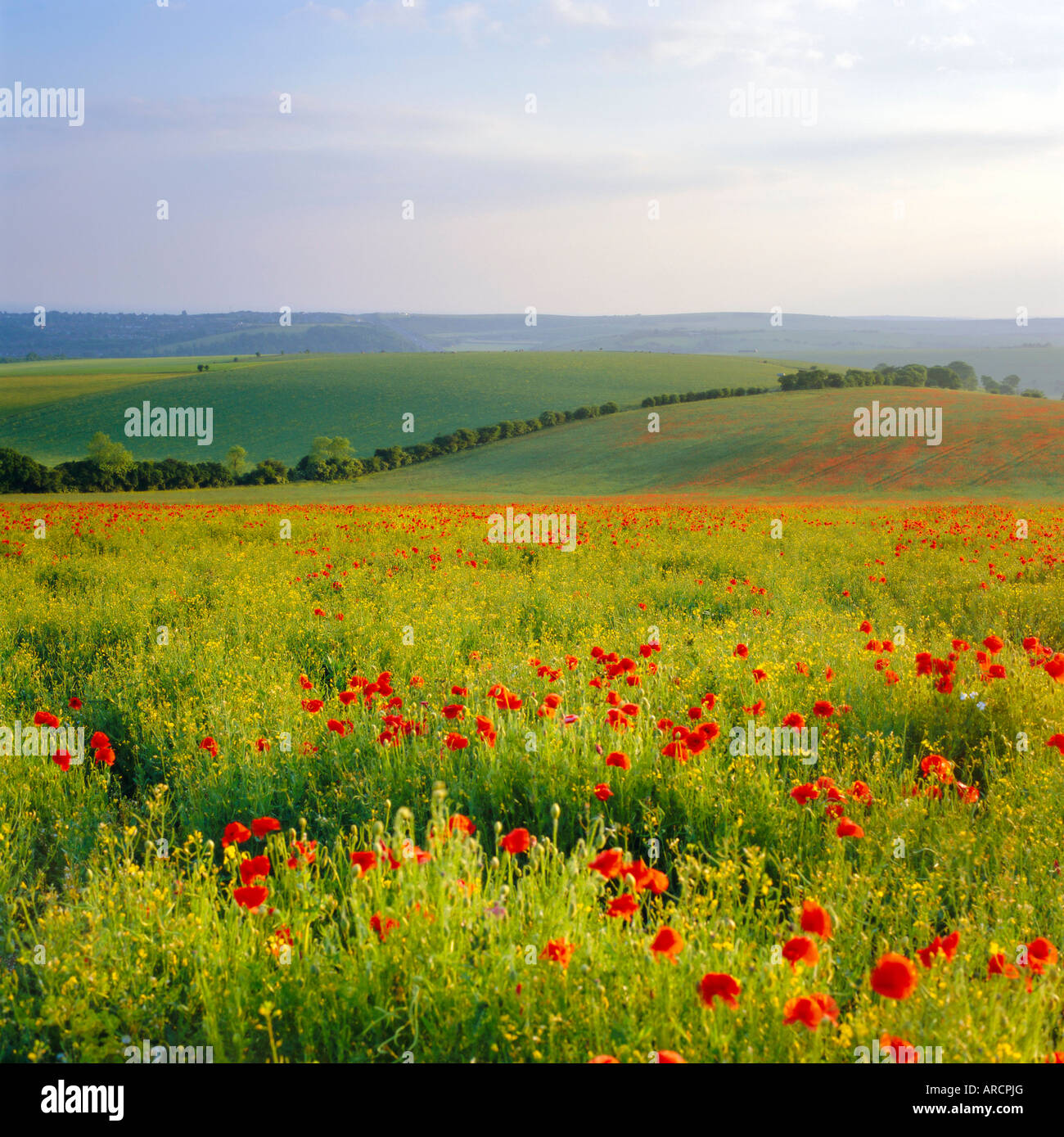 Mohnblumen auf der South Downs, Sussex, England Stockfoto