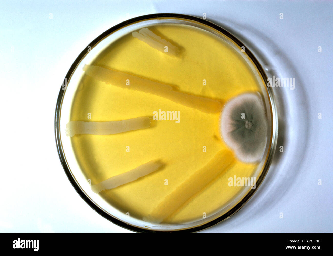 Teil der Sammlung Alexander Fleming zeigt dies eine Kultur des Penicillins. Stockfoto