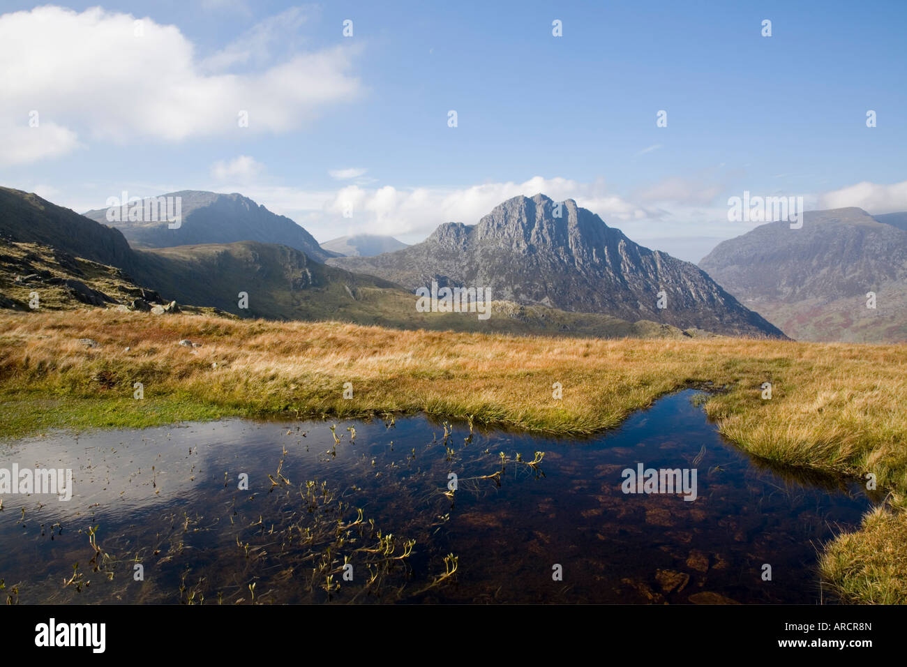 Fieberklee, Snowdonia-Nationalpark, Ogwen, Conwy, Wales, UK Stockfoto