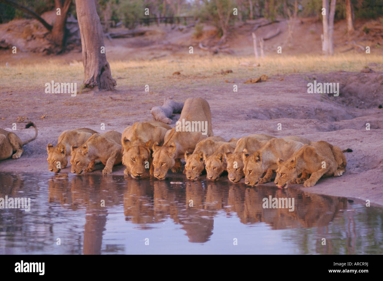 Löwe (Panthera Leo) am Wasserloch, Okavango Delta, Botswana, Afrika Stockfoto Löwe (Panthera Leo) am Wasserloch, Okavango Delta, Botswana, Afrika Stockfoto