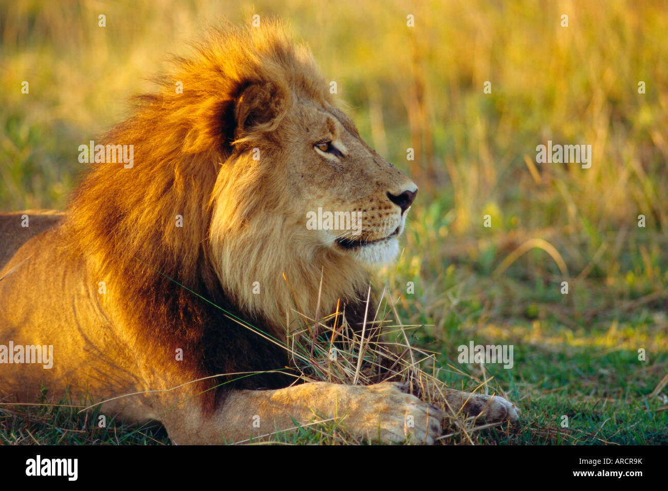 Porträt eines Löwen (Panthera Leo), Okavango Delta, Botswana Stockfoto