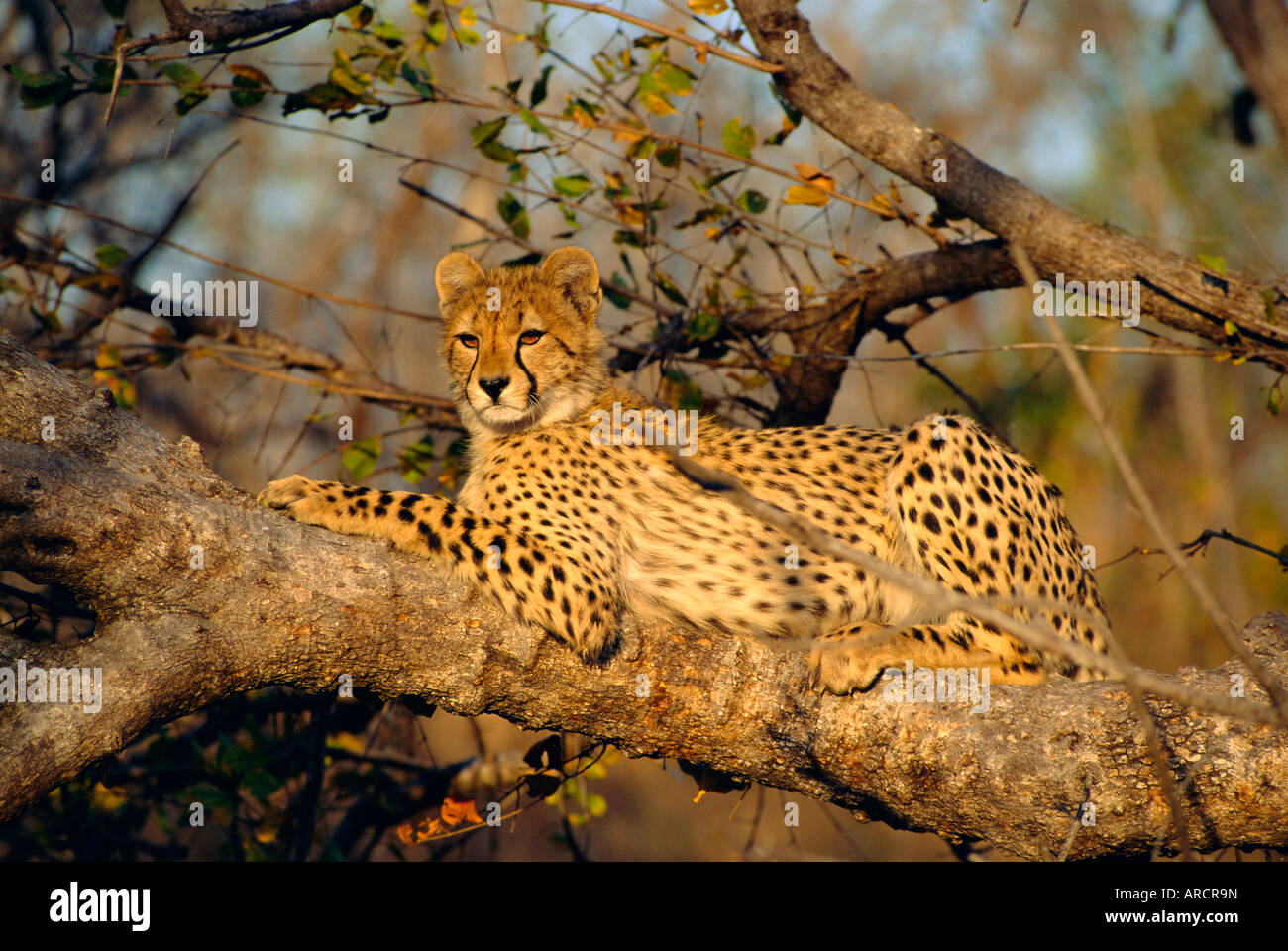 Ein Gepard (Acinonyx Jubatus) in einem Baum, Kruger Park, Südafrika Stockfoto