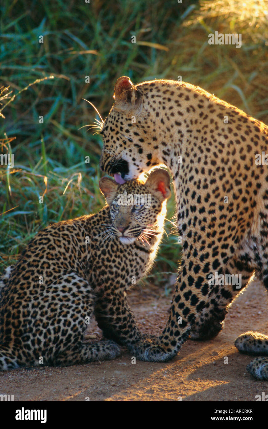 Leopard und Cub, Singita Game Reserve, Sabi Sands, Südafrika Stockfoto