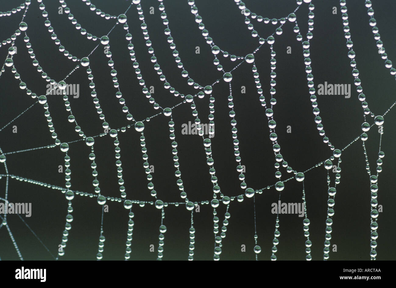 Tautropfen auf Orb Spider Web Stockfoto