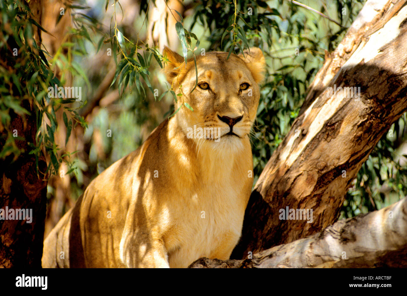 Lion Südafrika Safari wilde live Augen afrikanische Auge Stockfoto