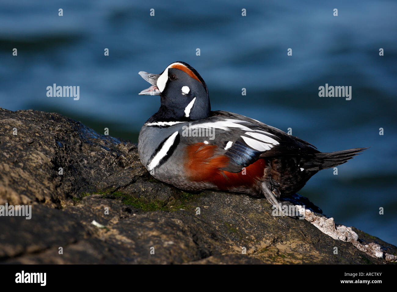 Harlekin Ente Histrionicus Histrionicus männlichen New Jersey USA winter Stockfoto