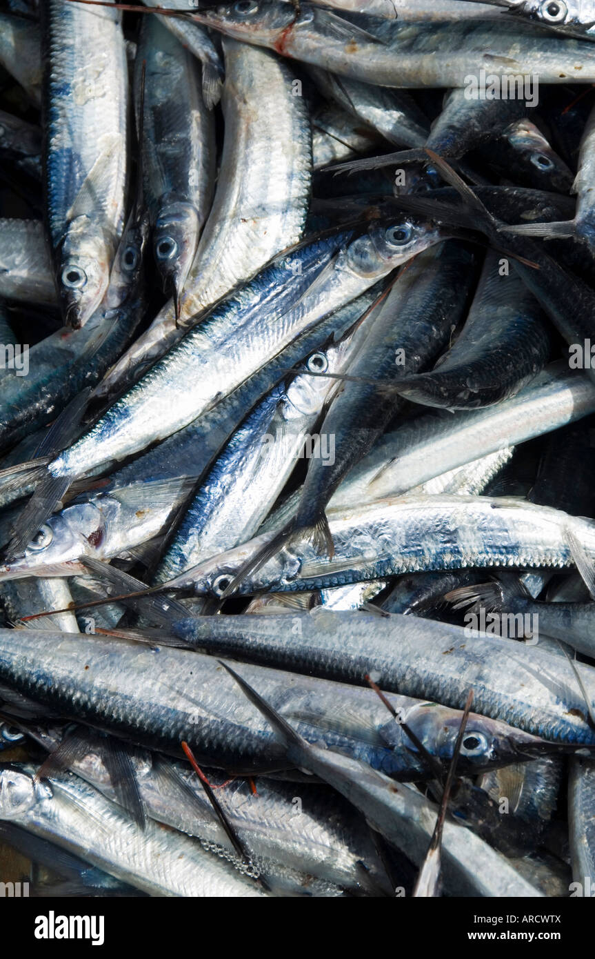 Frischer Fisch nur gefangen, Tarrafal, Santiago, Kapverdische Inseln, Afrika Stockfoto