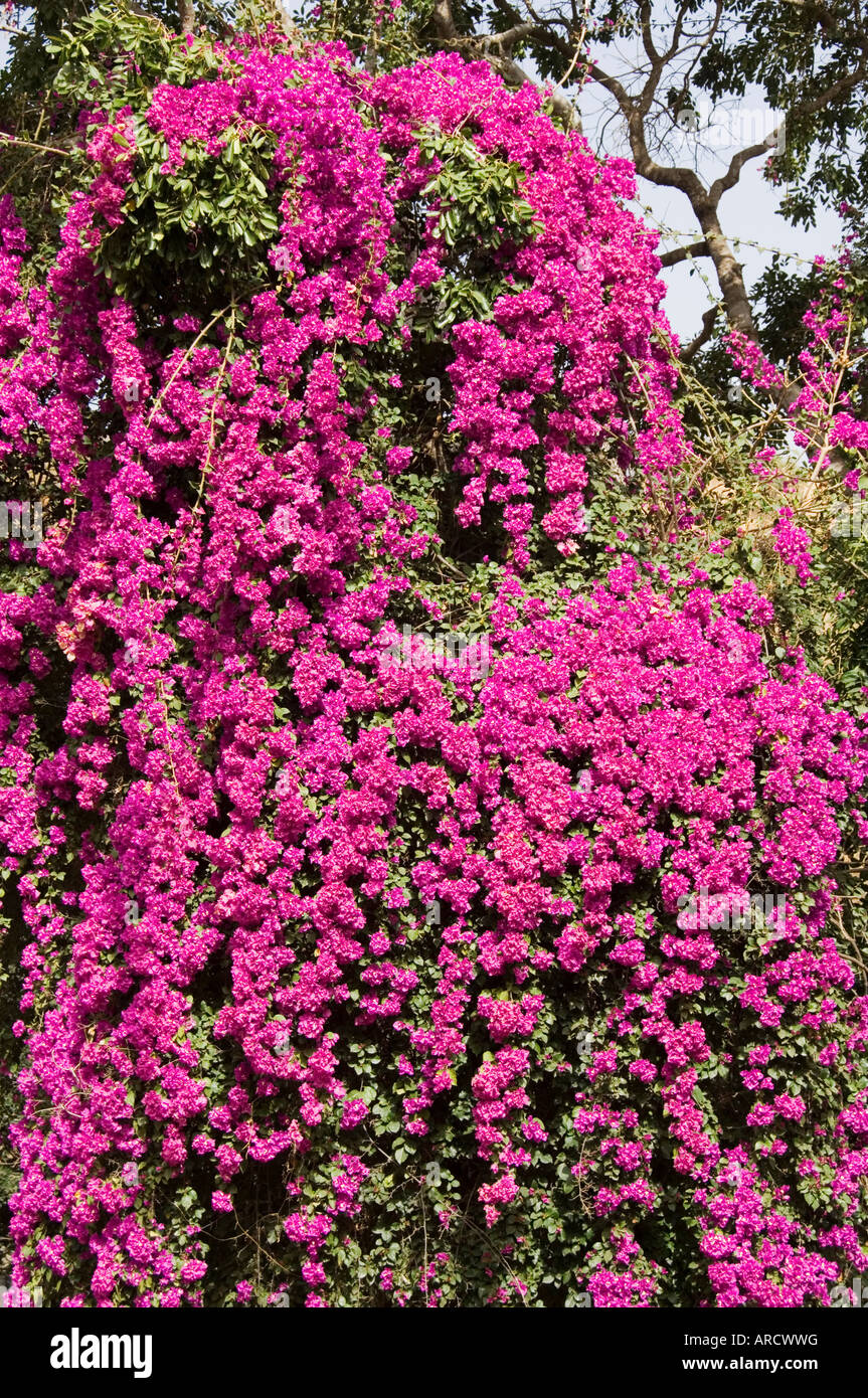 Bougainvillea, Kapverdische Inseln, Afrika Stockfoto