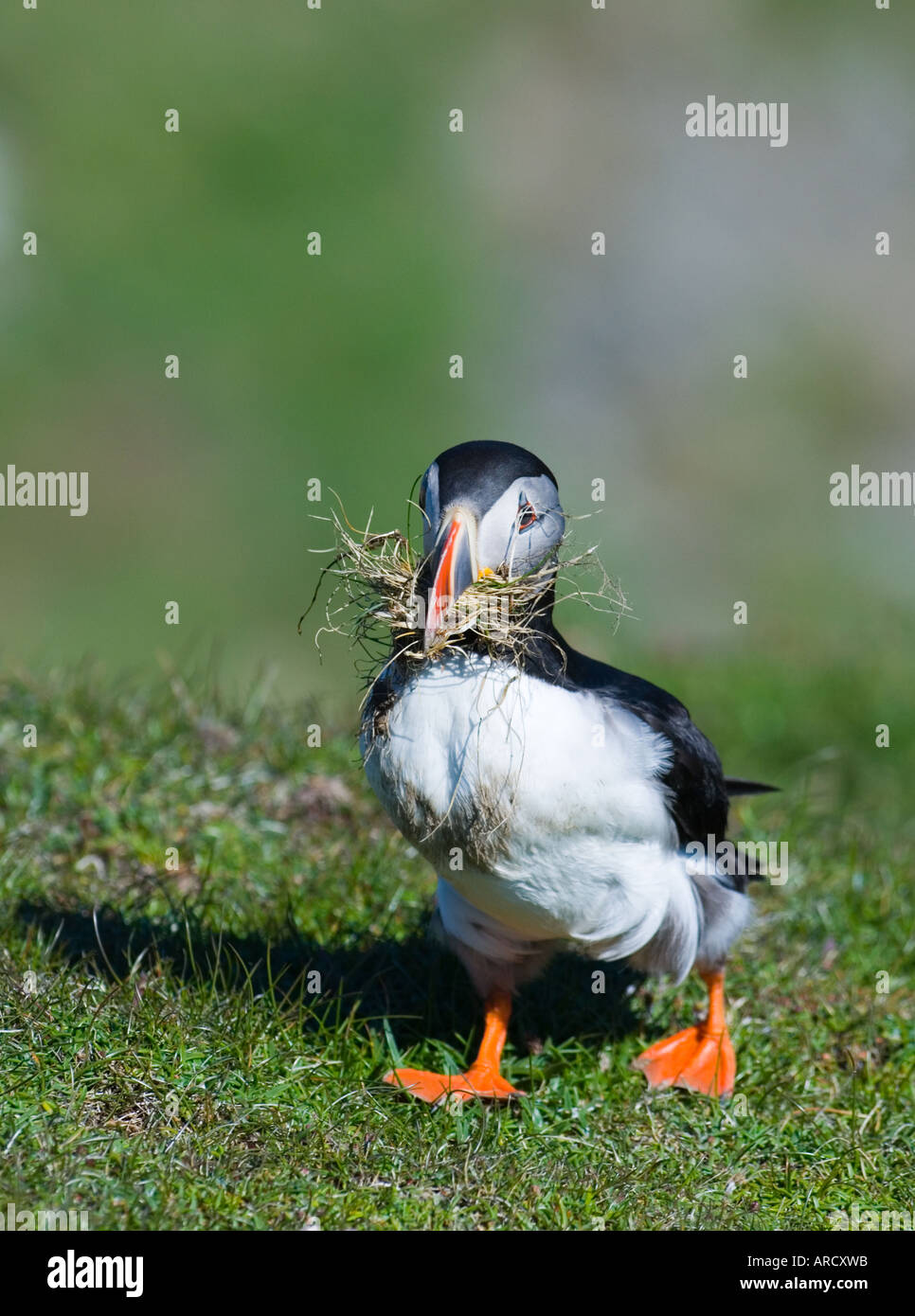 Puffin, Fratercula Arctica, mit Nistmaterial, Hermaness RSPB Reserve