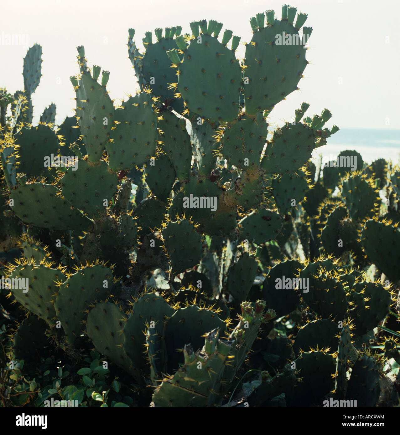 Hinterleuchtete Kaktus Pflanze Feigenkaktus oder Barbary Fig Opuntia Ficus Indica Florida USA Stockfoto