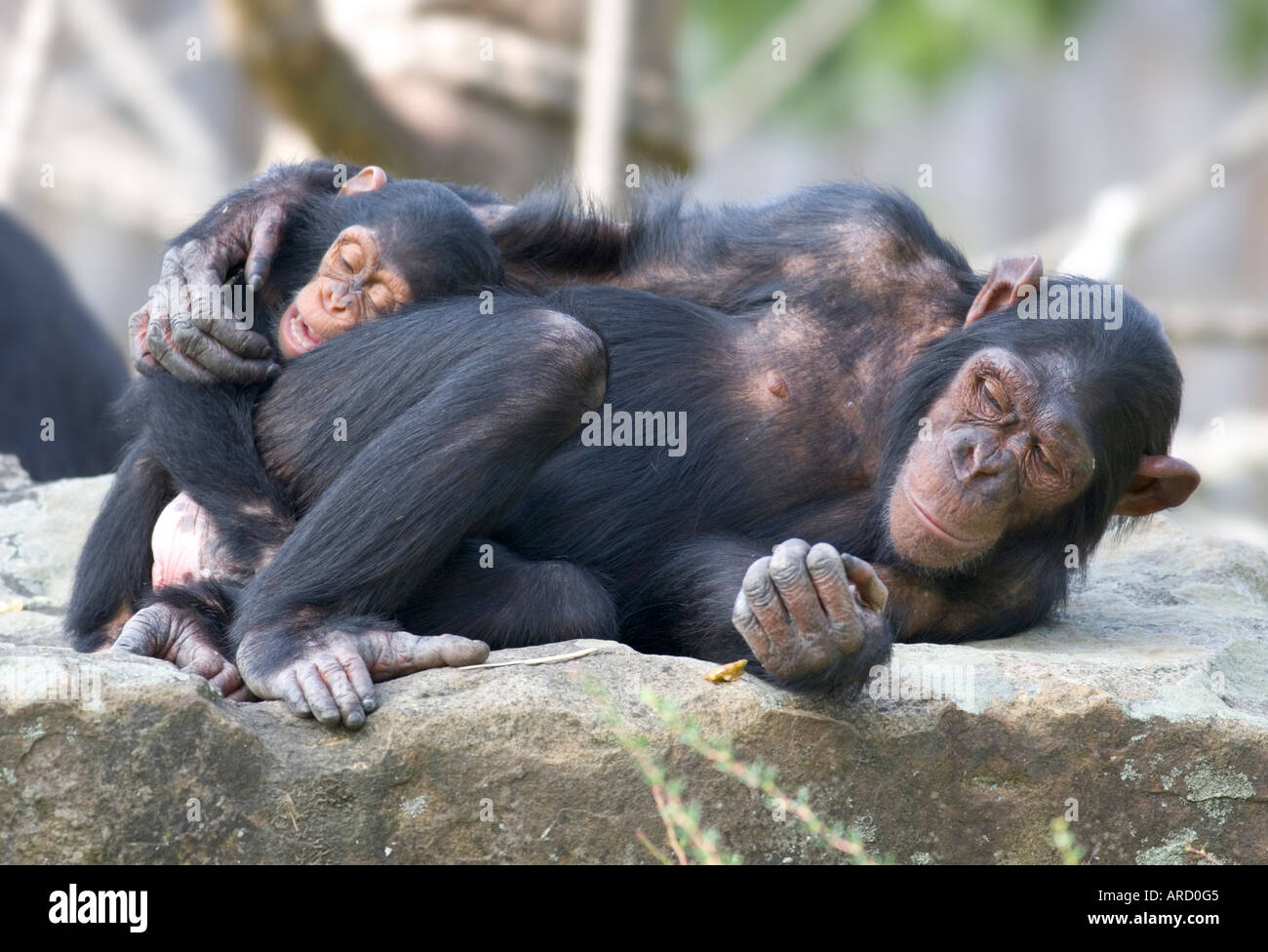 Zwei Schimpansen (Pan Troglodytes), Mutter und Kind, Kuscheln im Zoo Münster. Stockfoto