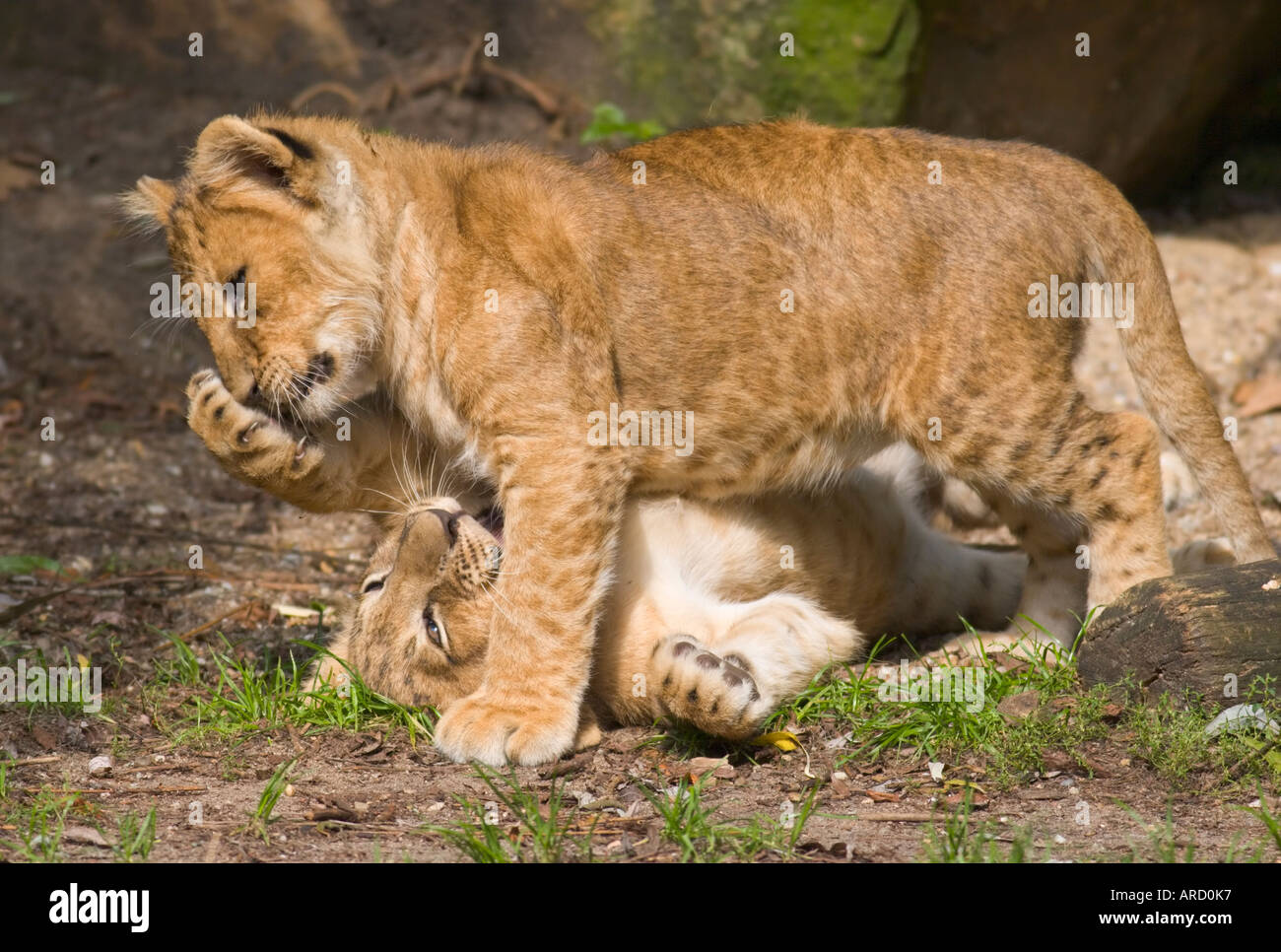 Zwei 12 Wochen alte Löwenbabys (Panthera Leo) im Zoo Münster spielen. Stockfoto