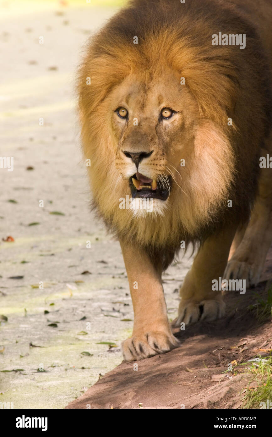 Ein männlicher Löwe (Panthera Leo) zu Fuß nach oben und unten an einem