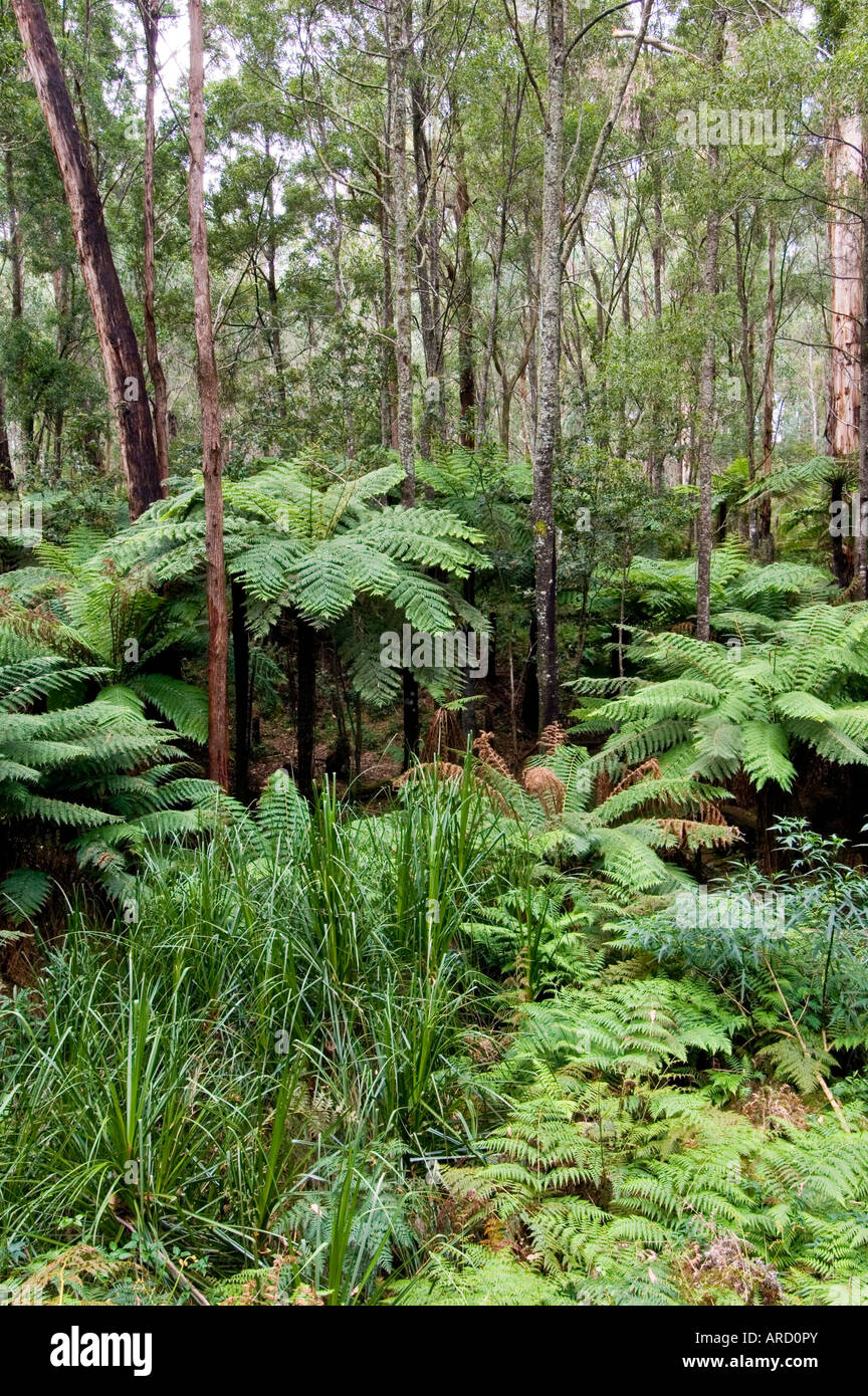 Baumfarne East Gippsland Victoria Australien Stockfoto